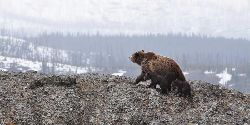 2024年Roguelike/Roguelite手游精选：每次开局都是全新冒险体验
